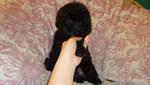 Blue Toy Poodle Puppy  - Poodle Dog