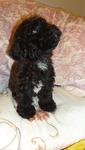 Blue Toy Poodle Puppy  - Poodle Dog