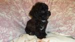 Blue Toy Poodle Puppy  - Poodle Dog