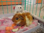 Ucop - Guinea Pig Small & Furry