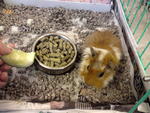 Ucop - Guinea Pig Small & Furry