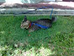 My 1st day playing in the garden. I was quite little then.