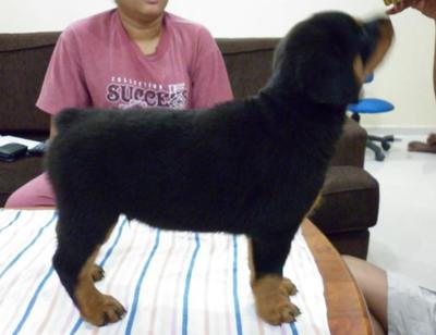 Jayarott Nicky &amp; Kimmy - Rottweiler Dog
