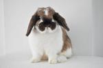 Holland Lop - Broken Tort (M) - Holland Lop Rabbit