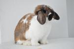 Holland Lop - Broken Tort (M) - Holland Lop Rabbit