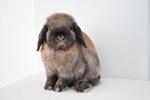 Holland Lop - Tort 1 - Holland Lop Rabbit