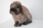 Holland Lop - Tort 1 - Holland Lop Rabbit