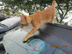 Orange - American Shorthair Cat