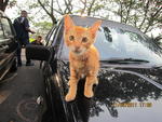 Orange - American Shorthair Cat