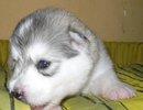 Purebred Wooly Huskies For Booking - Siberian Husky Dog