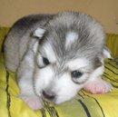 Purebred Wooly Huskies For Booking - Siberian Husky Dog