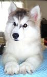 Purebred Wooly Huskies For Booking - Siberian Husky Dog