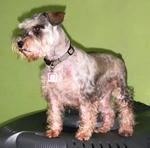 Ozzie - Schnauzer Dog