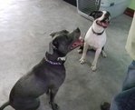 Elsa &amp; Stan - Staffordshire Bull Terrier Dog