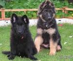 German Shepherd Puppies - German Shepherd Dog Dog