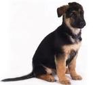 German Shepherd Puppies - German Shepherd Dog Dog