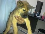 6 Mongrel Pups - Urgent  - Mixed Breed Dog