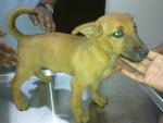 6 Mongrel Pups - Urgent  - Mixed Breed Dog