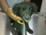 6 Mongrel Pups - Urgent  - Mixed Breed Dog