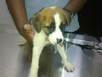 6 Mongrel Pups - Urgent  - Mixed Breed Dog