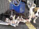 6 Mongrel Pups - Urgent  - Mixed Breed Dog