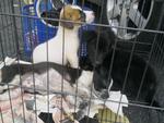 6 Mongrel Pups - Urgent  - Mixed Breed Dog