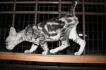 John - American Shorthair Cat