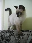 Leha - Applehead Siamese + Domestic Short Hair Cat