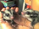 Sugar Glider Baby Tame - Sugar Glider Small & Furry