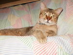 Isis - Abyssinian + Domestic Short Hair Cat