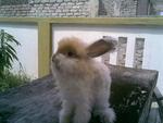 English Anggora - Angora Rabbit Rabbit