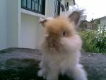 English Anggora - Angora Rabbit Rabbit