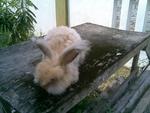 English Anggora - Angora Rabbit Rabbit