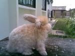 English Anggora - Angora Rabbit Rabbit