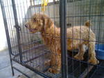 PF20941 - Poodle Dog