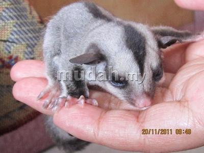 Baby Sugar Glider - Sugar Glider Small & Furry