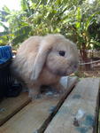 Holland Lop - Holland Lop Rabbit