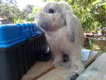 Holland Lop - Holland Lop Rabbit