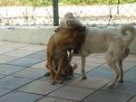 This is a picture taken of Rocky and the stray dog Limpy (the only dog he ever gets along with). 