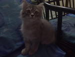 Aaron - Persian Cat