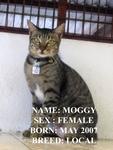 Moggy - Domestic Short Hair Cat