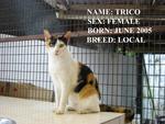 Trico - Domestic Short Hair Cat