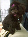 Meeka - Poodle Dog