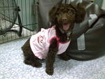 Meeka - Poodle Dog