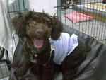 Meeka - Poodle Dog