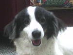 Abie - Border Collie Mix Dog