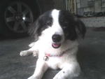 Abie - Border Collie Mix Dog