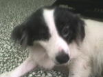 Abie - Border Collie Mix Dog