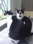 Oreo (the fatty one) and Cookie