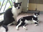 Oreo (left) and Cookie